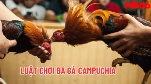 Luật chơi Đá gà Campuchia